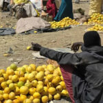 Sudan’s fertile region where food is rotting amid famine and war