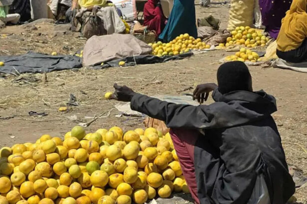 Sudan’s fertile region where food is rotting amid famine and war