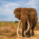 Craig the beer-ambassador elephant dies aged 54