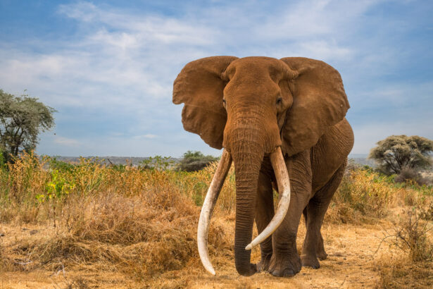 Craig the beer-ambassador elephant dies aged 54