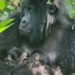 Rare mountain gorilla twins born in Africa’s oldest national park