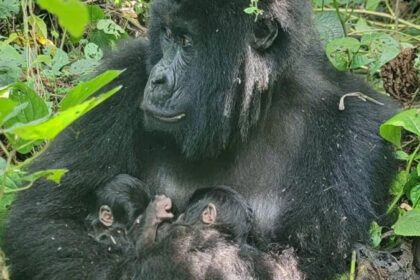 Rare mountain gorilla twins born in Africa’s oldest national park
