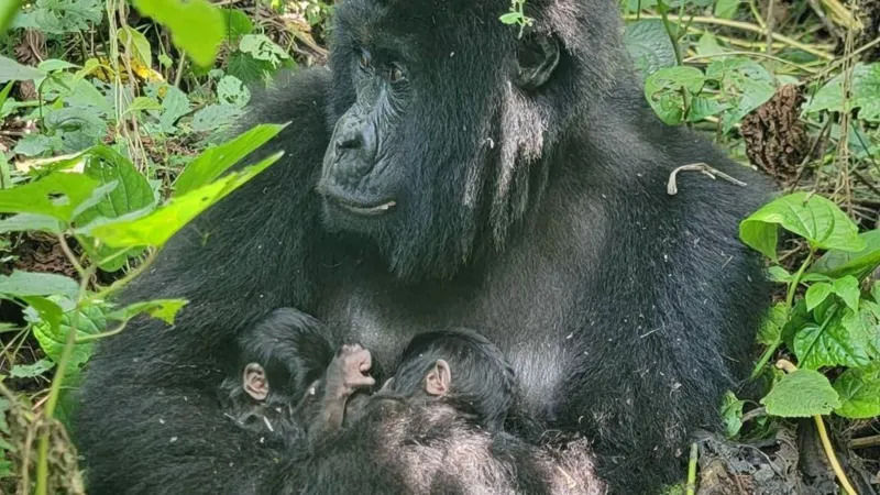 Rare mountain gorilla twins born in Africa’s oldest national park Rare mountain gorilla twins born in Africa’s oldest national park
