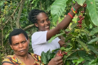 Coffee-growing countries becoming too hot to cultivate beans, analysis finds