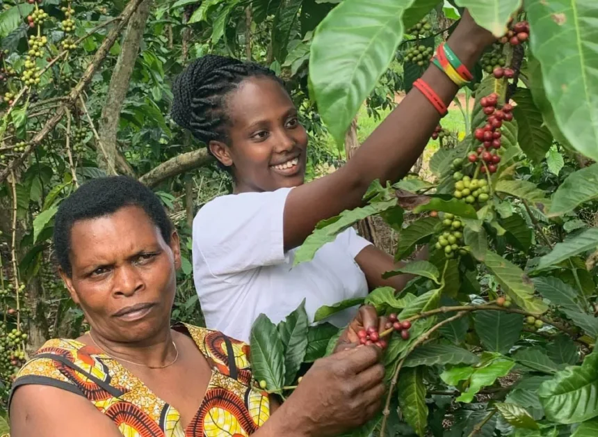 Coffee-growing countries becoming too hot to cultivate beans, analysis finds