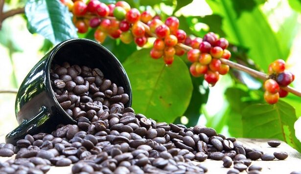 Coffee Prices Stay at Record Despite Drop in Market for Beans