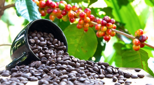 Coffee Prices Stay at Record Despite Drop in Market for Beans