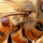 New Research Links Honey Bee Swarms to the Spread of an Invasive Mite