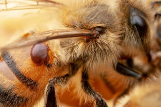 New Research Links Honey Bee Swarms to the Spread of an Invasive Mite