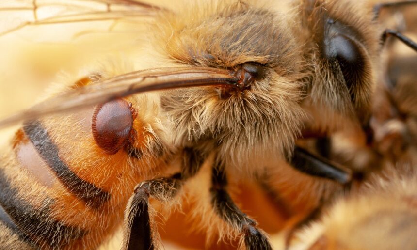 New Research Links Honey Bee Swarms to the Spread of an Invasive Mite