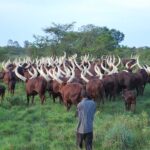 The Banyankole: The Cattle Keepers Whose Heritage Shaped Western Uganda