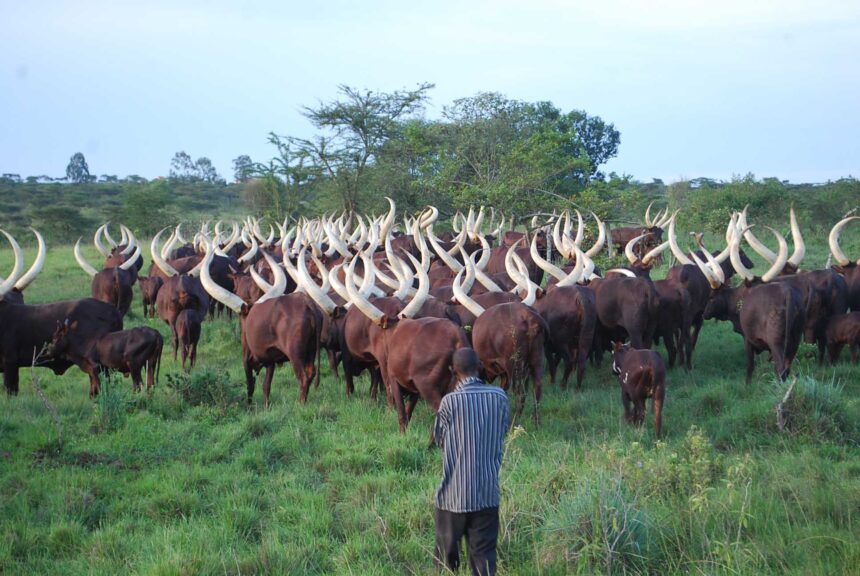 The Banyankole: The Cattle Keepers Whose Heritage Shaped Western Uganda The Banyankole: The Cattle Keepers Whose Heritage Shaped Western Uganda
