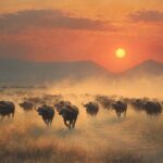 Tanzania’s Katavi National Park: Where 1,000 Buffalo Herds Outnumber Tourists 100 to 1