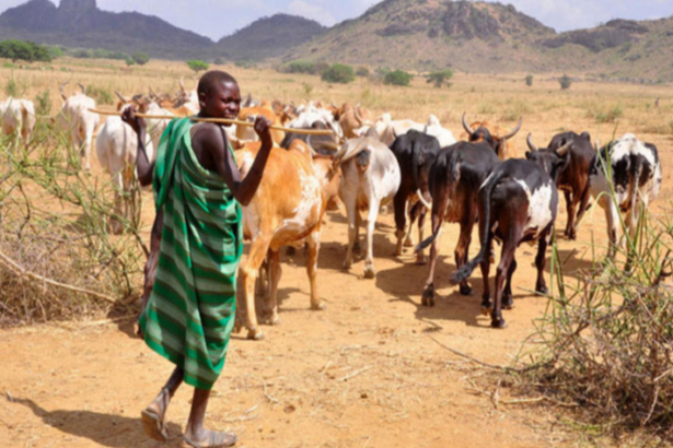 ELIZABETH KULUME: Global Climate Policies must be grounded in the brutal realities of the Karamoja Famine.