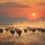 Tanzania’s Katavi National Park: Where 1,000 Buffalo Herds Outnumber Tourists 100 to 1