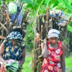 The Bakonzo: Guardians of the Rwenzori Mountains and Keepers of a Proud Highland Heritage