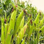 Food Security Emerges as Africa’s Defining Development Challenge