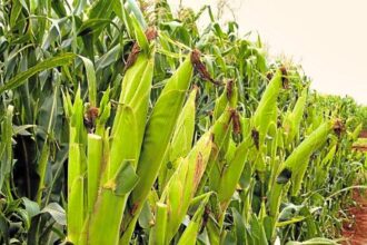 Food Security Emerges as Africa’s Defining Development Challenge