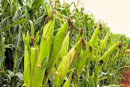 Food Security Emerges as Africa’s Defining Development Challenge