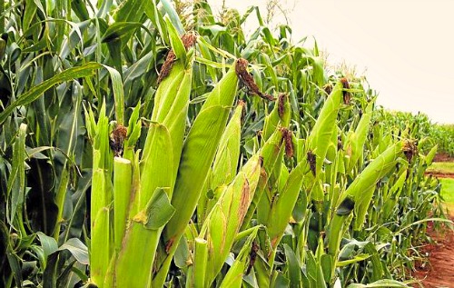 Food Security Emerges as Africa’s Defining Development Challenge