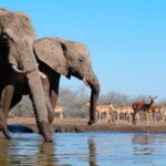 Botswana’s Northern Tuli Game Reserve: The Safari Spot Tourists Are Missing