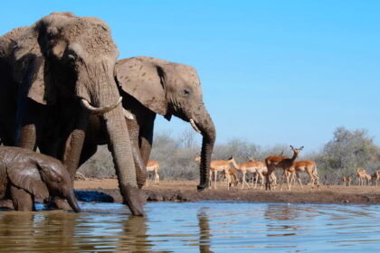 Botswana’s Northern Tuli Game Reserve: The Safari Spot Tourists Are Missing