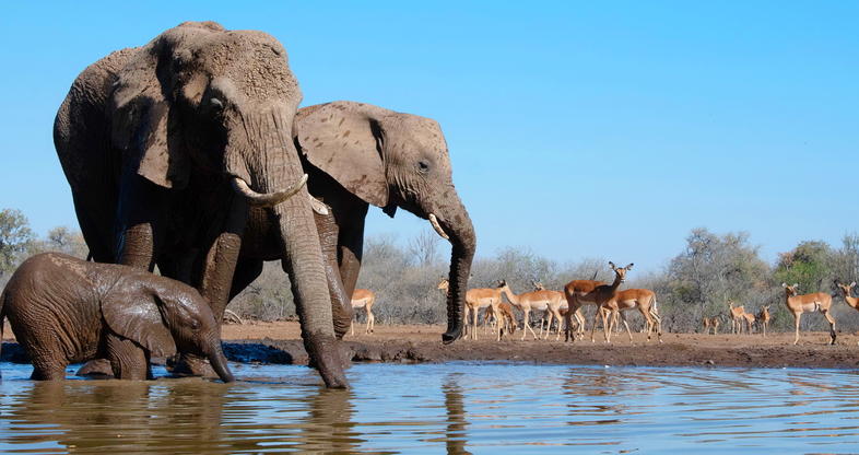 Botswana’s Northern Tuli Game Reserve: The Safari Spot Tourists Are Missing