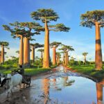 Madagascar: Where Ancient Ancestral Traditions and Extraordinary Wildlife Created Africa’s Most Unique Island Nation