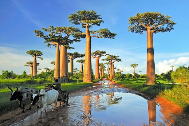 Madagascar: Where Ancient Ancestral Traditions and Extraordinary Wildlife Created Africa’s Most Unique Island Nation