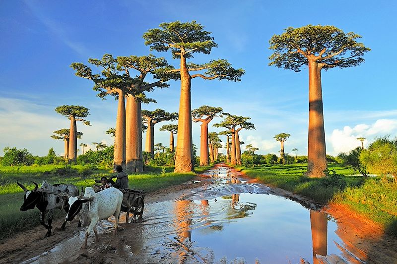 Madagascar: Where Ancient Ancestral Traditions and Extraordinary Wildlife Created Africa’s Most Unique Island Nation